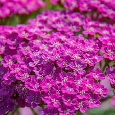 Cerise queen yarrow for sale  Tarpon Springs