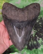 megalodon teeth for sale  Bloomsburg