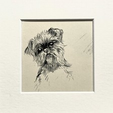 Brussels griffon dog for sale  NORWICH