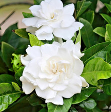 Fragrant aimee gardenia for sale  Hudson