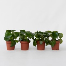 Pépéromie set peperomia d'occasion  Expédié en France