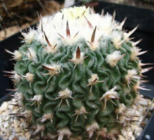 Stenocactus phyllanthus echino for sale  Miami