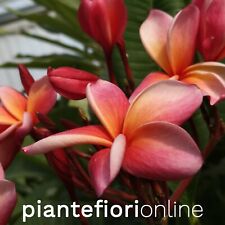 Plumeria donald angus usato  Palermo