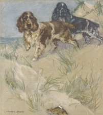 1947 spaniel dog for sale  BIDEFORD