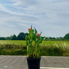 Zantedeschia flame calla for sale  ALFRETON