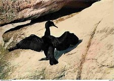 Animaux oiseaux cormoran d'occasion  Fruges