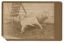 1900s curly haired for sale  Irwin