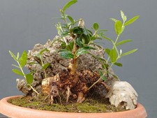 Bonsai olivastro 19x usato  Pagani