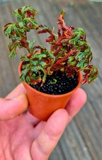 Rare selaginella erythropus for sale  ENFIELD
