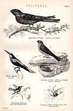 IMPRESSÃO DE 1880 ~ VOLITORES ~ PÁSSAROS ~ COMEDOR DE ABELHAS CHUPADOR DE CABRA BEIJA-FLOR SWIFTLET comprar usado  Enviando para Brazil