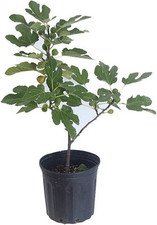 Fig tree live for sale  USA