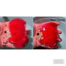 Pack discus fish for sale  San Jose