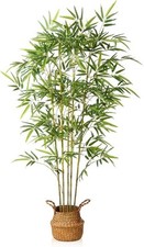 indoor bamboo plant for sale indoor bamboo plant for sale SALFORD