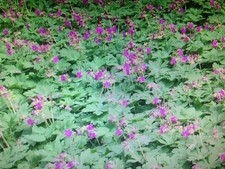 Stk bodendecker geranium gebraucht kaufen Stk bodendecker geranium gebraucht kaufen  Neubrunn