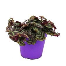 Tradescantia purple passion gebraucht kaufen  Zweibrücken