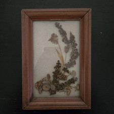 Vintage pressed dried for sale  Orange Park