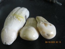 Elk teeth whistlers for sale  Bailey