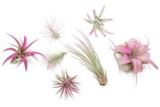 Fuchsia tillandsia air for sale  Saint Augustine