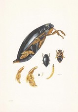 1960 whirligig beetle for sale  BIDEFORD