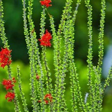Ocotillo fouquieria splendens for sale  Tucson