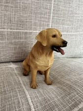 Golden labrador dog for sale  CUPAR
