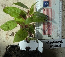 Rooted hardy kiwi for sale  Norfolk