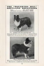 Shetland sheepdog sheltie for sale  COLEFORD
