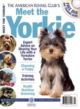 Meet yorkie american for sale  USA