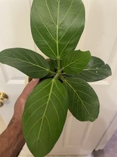 Ficus audrey indian for sale  Atlanta