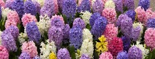 Highly fragrant mixed for sale  Owego