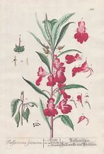 Impatiens Balsamina Springkraut Botanique Botany Blackwell Livre D'Herbes segunda mano  Embacar hacia Argentina