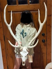 Massive axis deer for sale  Harper
