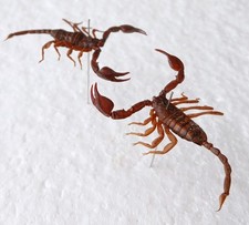 Brown small scorpions for sale Brown small scorpions for sale  SLEAFORD