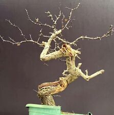 Hawthorn bonsai tree for sale  HITCHIN