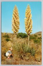 California yucca plants for sale  Belleville