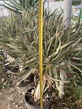 Pianta aloe ramosissima usato  Monterosso Almo