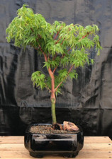 Coral bark japanese for sale  Patchogue