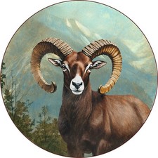 Kapitales mufflon muffelwild gebraucht kaufen  Grabenstätt