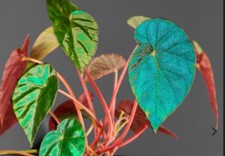 Begonia pavonina cyan for sale  TAUNTON