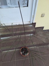 Palme zimmerpalme dypsis gebraucht kaufen  Pfeffenhausen