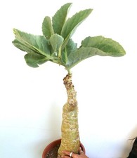 Cyphostemma cissus juttae for sale  Shipping to United Kingdom