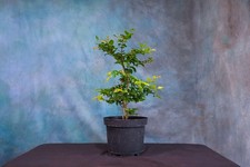 Jaboticaba pre bonsai for sale  North Fort Myers