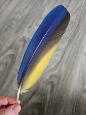 Blaue papageienfeder vogelfede gebraucht kaufen  Haarbach