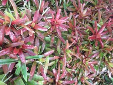 Neoregelia bromeliad fireball for sale  Dundee