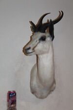 African springbok antelope for sale  Brandon