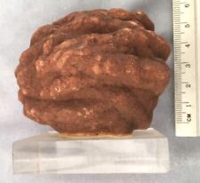 Unusual genuine dinosaur for sale  HARROW