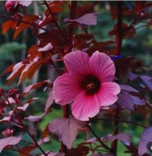 Cranberry edible red for sale  Melbourne Beach