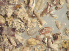 Devonian microfossil matrix for sale  WAKEFIELD