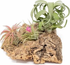 Medium tabletop cork for sale  Saint Augustine