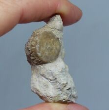 Jurassic fossil crinoid for sale  CIRENCESTER